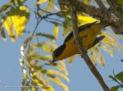 Tangará amarillo (Violaceus Euphonia) Euphonia violacea