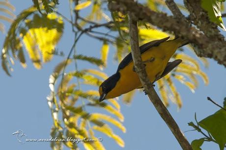 Tangará amarillo (Violaceus Euphonia) Euphonia violacea