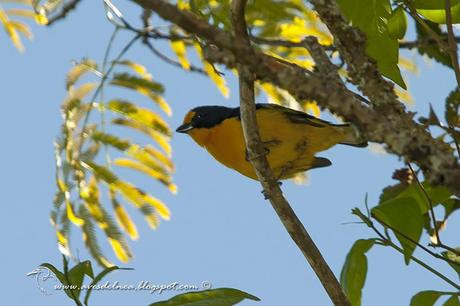 Tangará amarillo (Violaceus Euphonia) Euphonia violacea