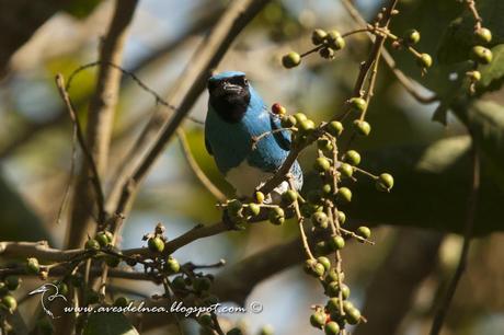 Tersina (Swallow tanager) Tersina viridis