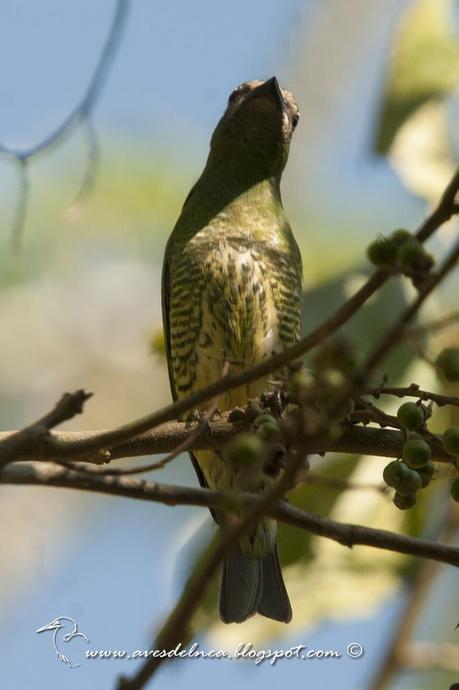 Tersina (Swallow tanager) Tersina viridis