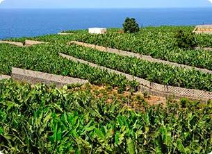 Plátano de Canarias