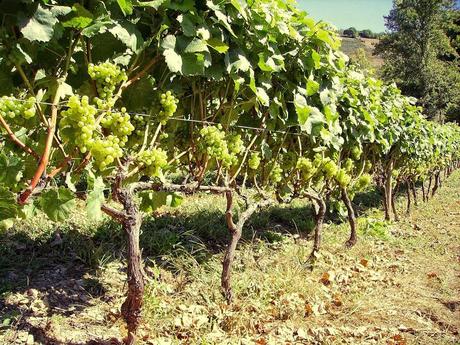 Vino Nesta Ourela Branco 2012