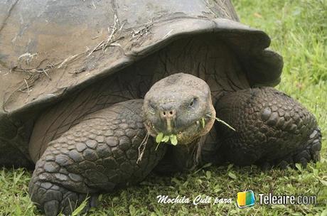 Galápagos 4