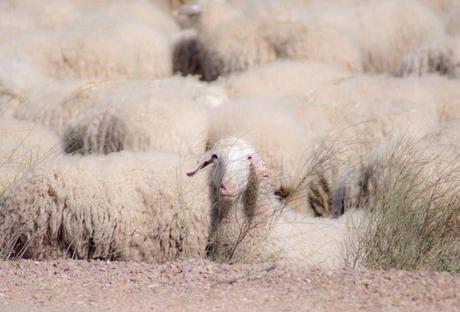 Inteligencia Actitudinal:  La prestación por desempleo.