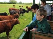 ¿jugamos animales inglés?