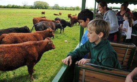 jugamos con los animales en inglés