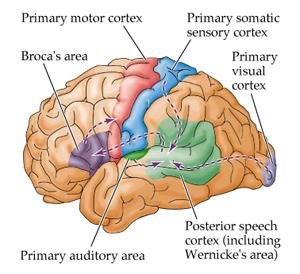 Curar la Afasia 3 Medicinas Alternativas