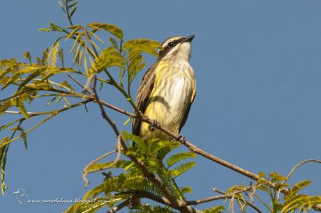 Tuquito chico (Piratic Flycatcher) Legatus leucophaius