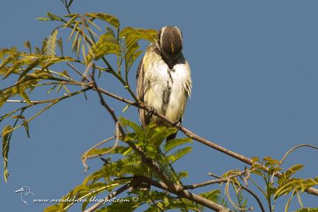 Tuquito chico (Piratic Flycatcher) Legatus leucophaius