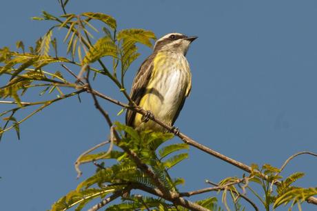 Tuquito chico (Piratic Flycatcher) Legatus leucophaius