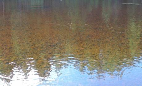 Las aguas fluviales en Finlandia son oscuras por la turba