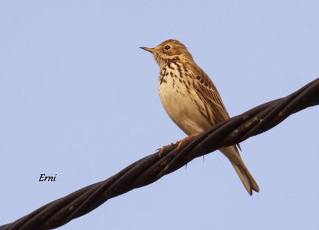 ÚLTIMA HORA EN LA MARISMA