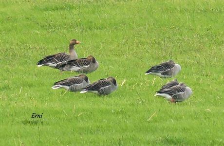 ÚLTIMA HORA EN LA MARISMA