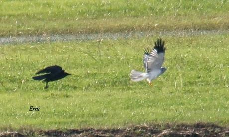 ÚLTIMA HORA EN LA MARISMA