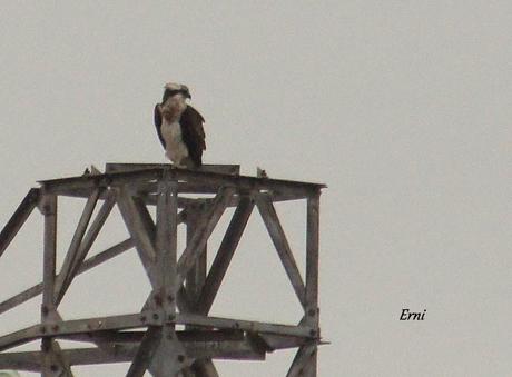 ÚLTIMA HORA EN LA MARISMA