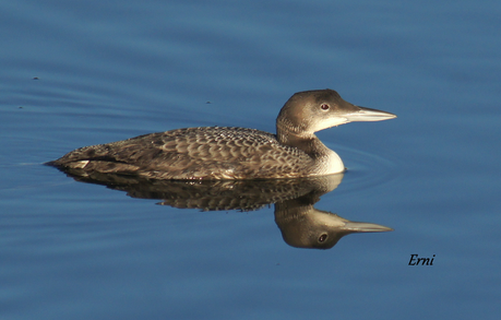ÚLTIMA HORA EN LA MARISMA