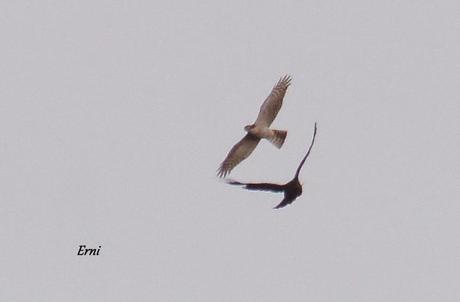 ÚLTIMA HORA EN LA MARISMA