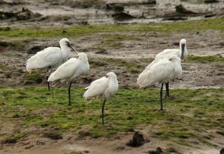 ÚLTIMA HORA EN LA MARISMA