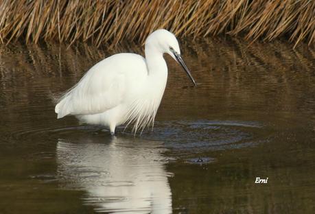 ÚLTIMA HORA EN LA MARISMA