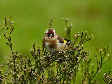 Los fringílidos y la invasora