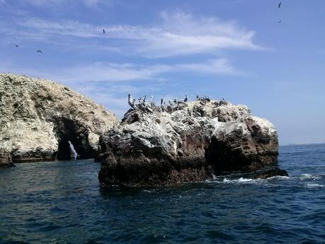 Pelícanos en las islas Ballestas