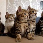 video gatitos bailando