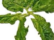 Espinacas para hemorroides