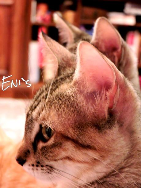 ¡Crema de calabaza ! y el sorteo inminente....en 3..