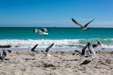 Miami-amintaonline (5 de 9)