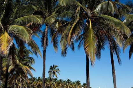 Miami-amintaonline (6 de 9)