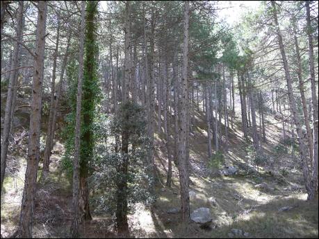Caminando por la Rambla Celumbres (Portell de Morella)