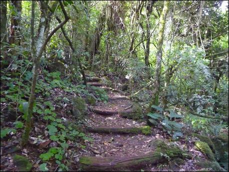 Itinerarios por la Selva Misionera (Argentina): Salto escondido, Moconá, Iguazú