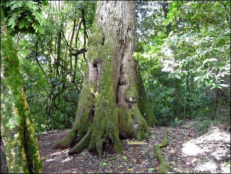 Itinerarios por la Selva Misionera (Argentina): Salto escondido, Moconá, Iguazú