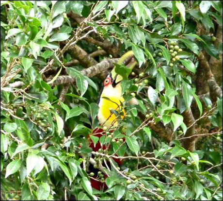 Itinerarios por la Selva Misionera (Argentina): Salto escondido, Moconá, Iguazú