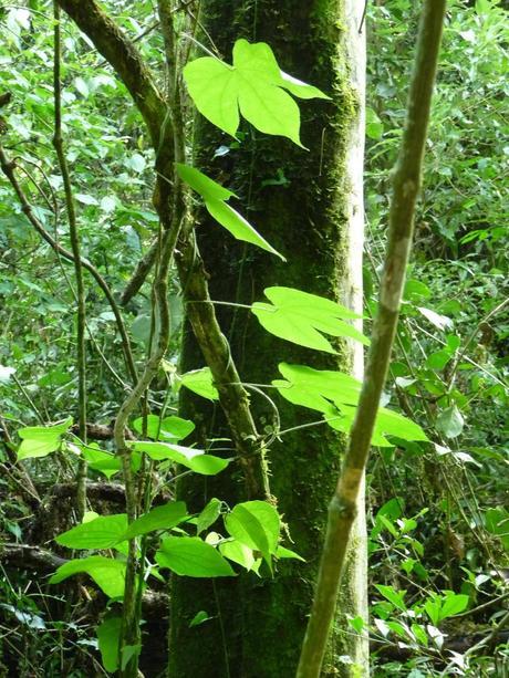 Itinerarios por la Selva Misionera (Argentina): Salto escondido, Moconá, Iguazú