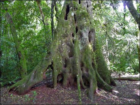 Itinerarios por la Selva Misionera (Argentina): Salto escondido, Moconá, Iguazú
