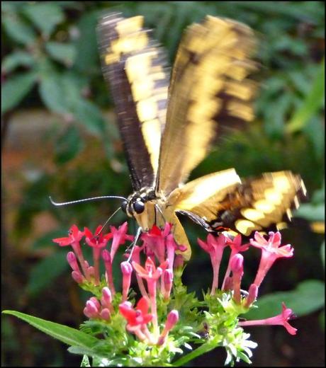 Itinerarios por la Selva Misionera (Argentina): Salto escondido, Moconá, Iguazú