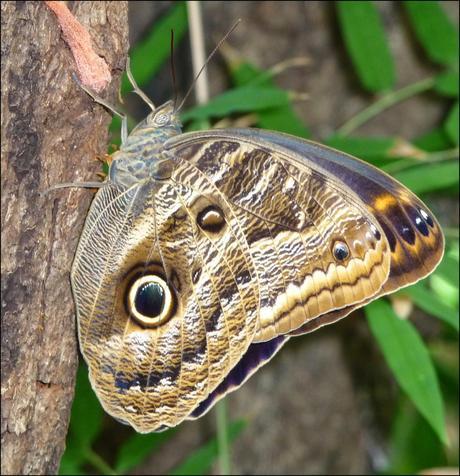 Itinerarios por la Selva Misionera (Argentina): Salto escondido, Moconá, Iguazú