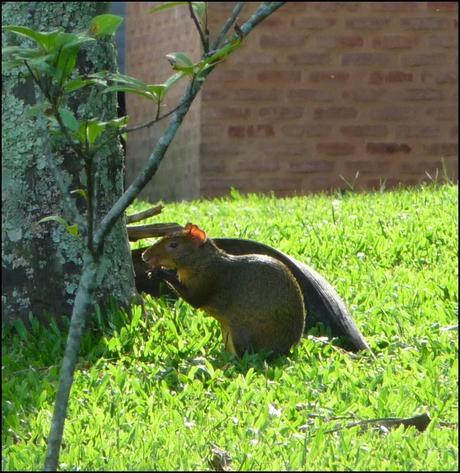 Itinerarios por la Selva Misionera (Argentina): Salto escondido, Moconá, Iguazú