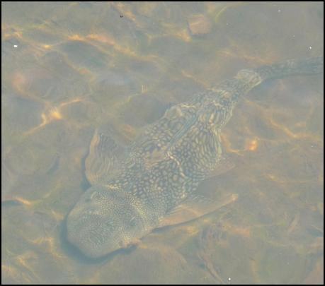 Itinerarios por la Selva Misionera (Argentina): Salto escondido, Moconá, Iguazú