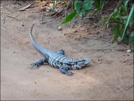 Itinerarios por la Selva Misionera (Argentina): Salto escondido, Moconá, Iguazú