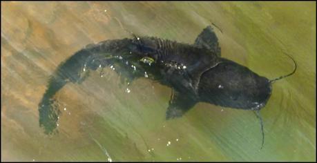 Itinerarios por la Selva Misionera (Argentina): Salto escondido, Moconá, Iguazú