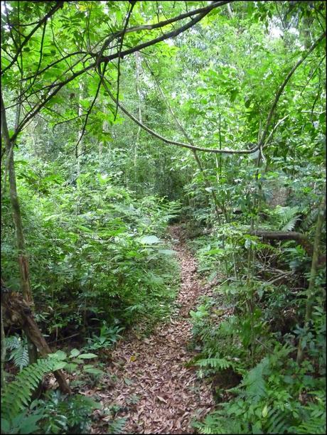 Itinerarios por la Selva Misionera (Argentina): Salto escondido, Moconá, Iguazú