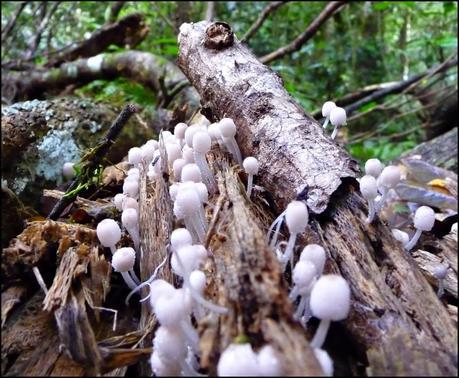 Itinerarios por la Selva Misionera (Argentina): Salto escondido, Moconá, Iguazú