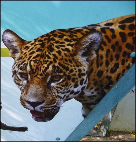 Itinerarios por la Selva Misionera (Argentina): Salto escondido, Moconá, Iguazú