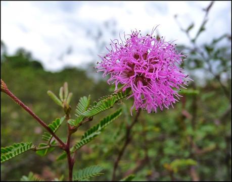 Itinerarios por la Selva Misionera (Argentina): Salto escondido, Moconá, Iguazú
