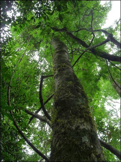 Itinerarios por la Selva Misionera (Argentina): Salto escondido, Moconá, Iguazú