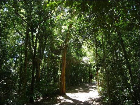 Itinerarios por la Selva Misionera (Argentina): Salto escondido, Moconá, Iguazú