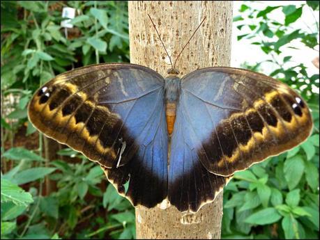 Itinerarios por la Selva Misionera (Argentina): Salto escondido, Moconá, Iguazú
